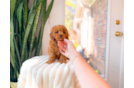 Best Cavapoo Baby