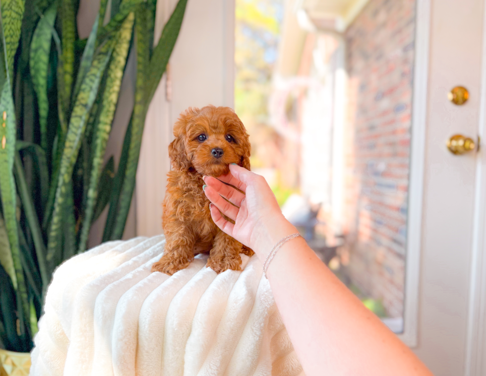 Best Cavapoo Baby
