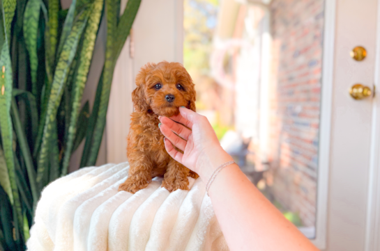 Best Cavapoo Baby