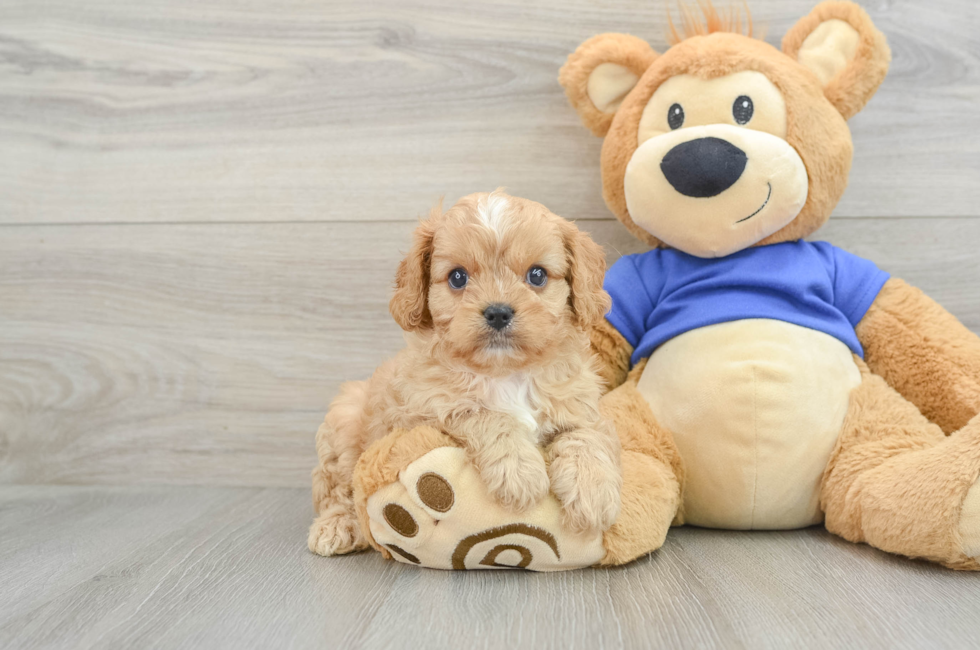 7 week old Cavapoo Puppy For Sale - Simply Southern Pups