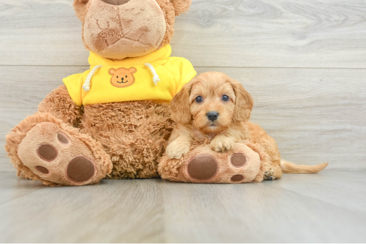 Funny Cavapoo Poodle Mix Pup