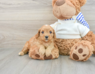 8 week old Cavapoo Puppy For Sale - Simply Southern Pups