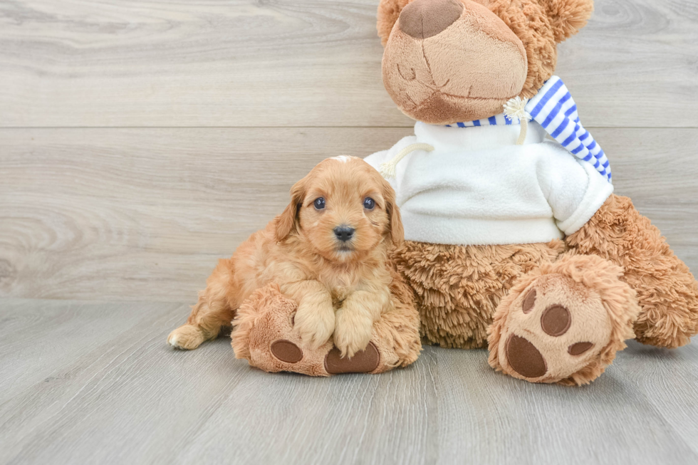 Playful Cavapoodle Poodle Mix Puppy