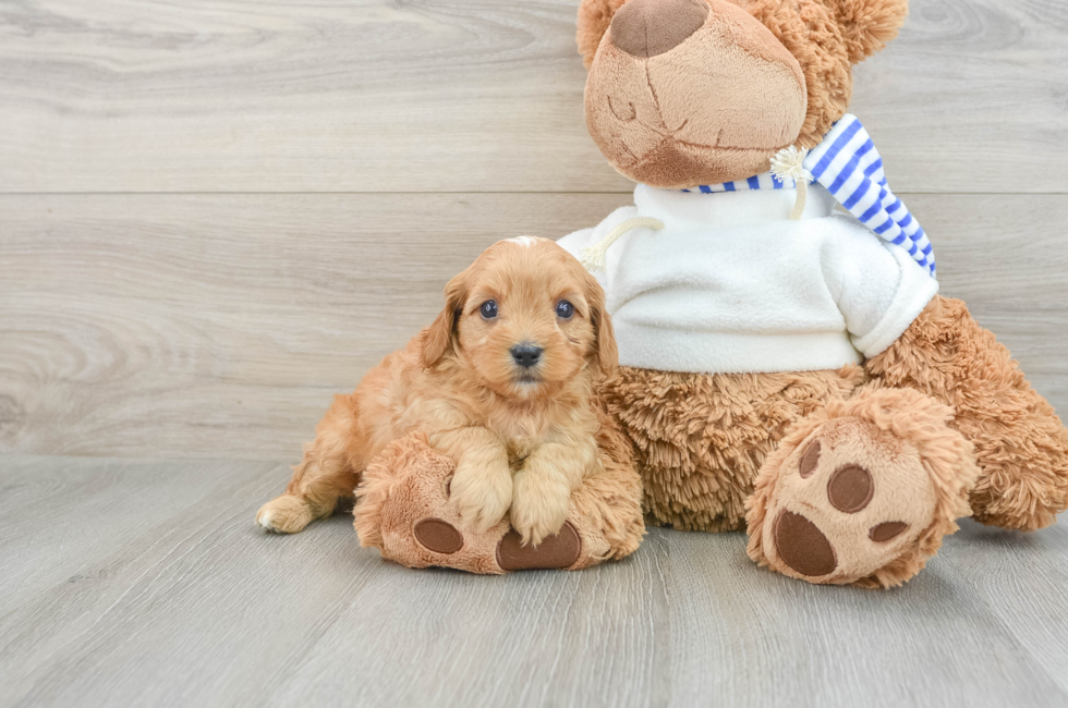 6 week old Cavapoo Puppy For Sale - Simply Southern Pups