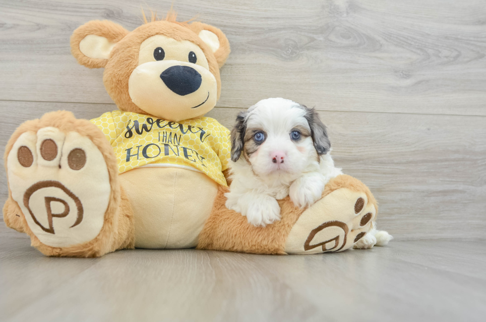 6 week old Cavapoo Puppy For Sale - Simply Southern Pups