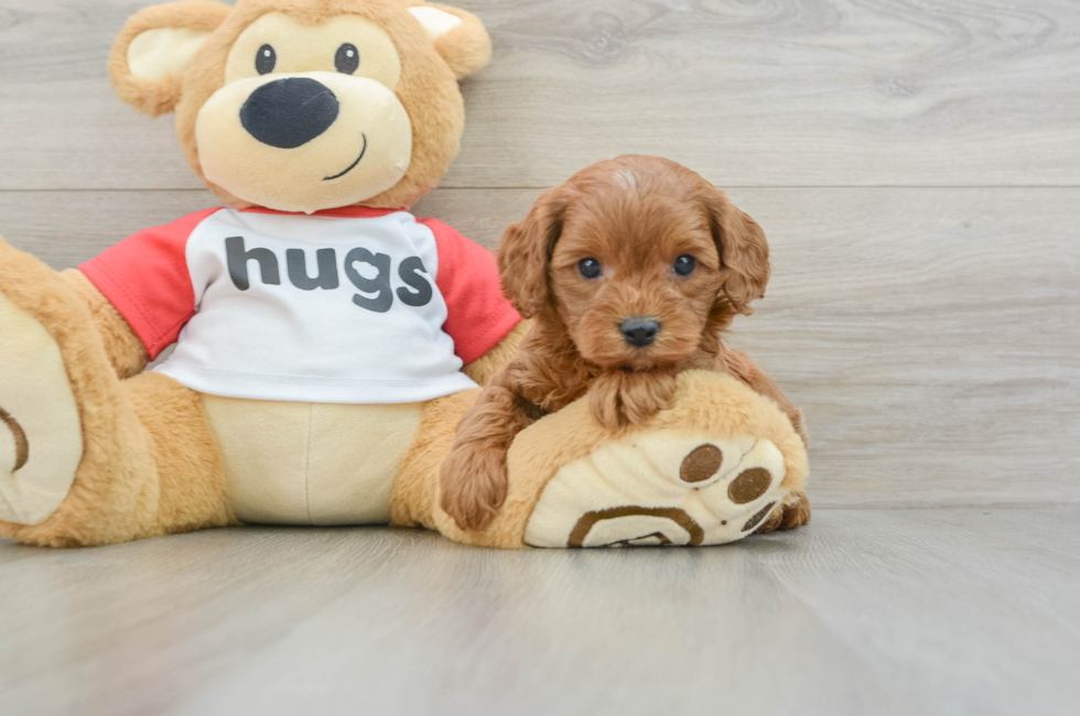 6 week old Cavapoo Puppy For Sale - Simply Southern Pups