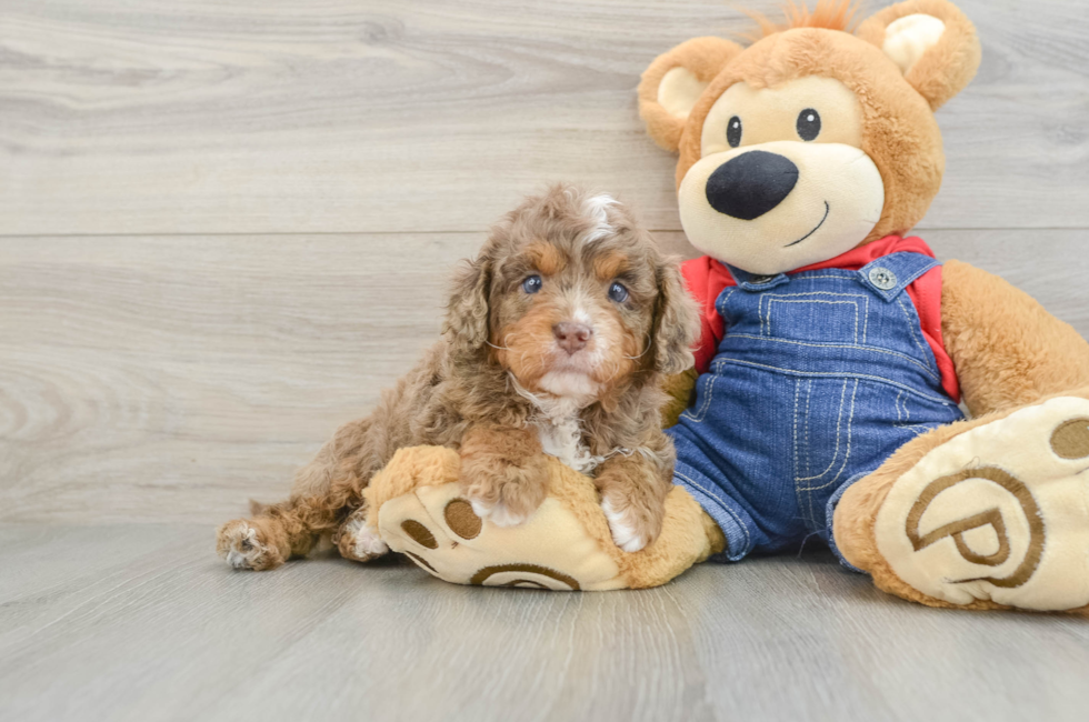5 week old Cavapoo Puppy For Sale - Simply Southern Pups