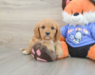 8 week old Cavapoo Puppy For Sale - Simply Southern Pups