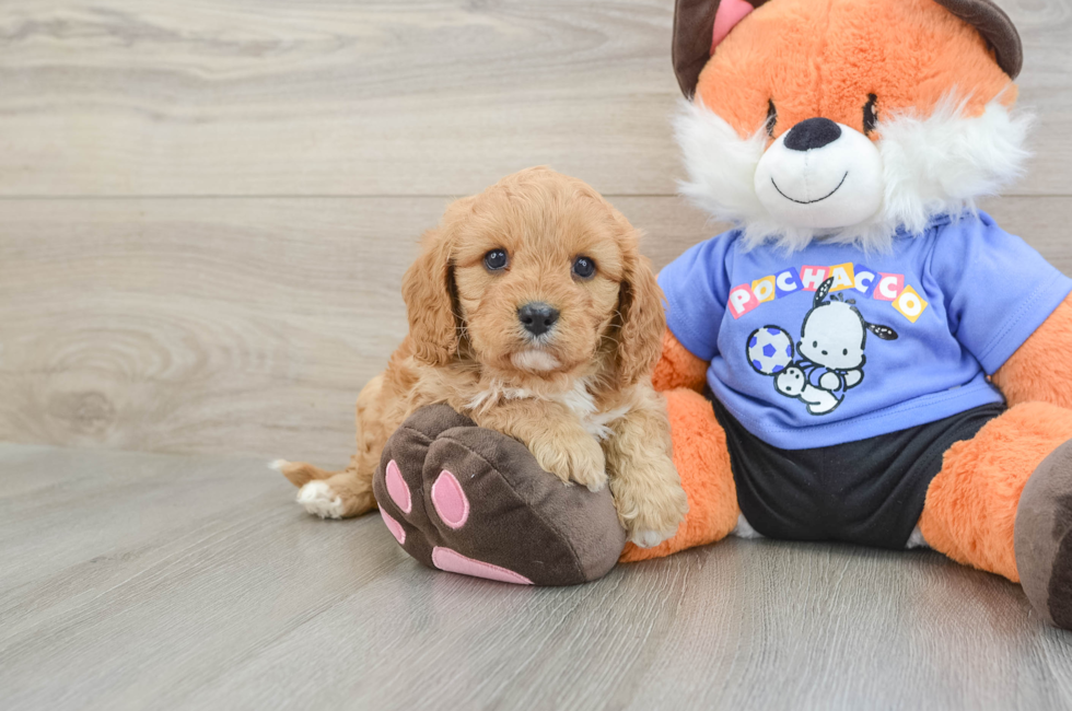 7 week old Cavapoo Puppy For Sale - Simply Southern Pups
