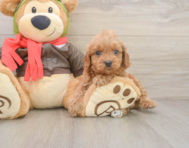 8 week old Cavapoo Puppy For Sale - Simply Southern Pups