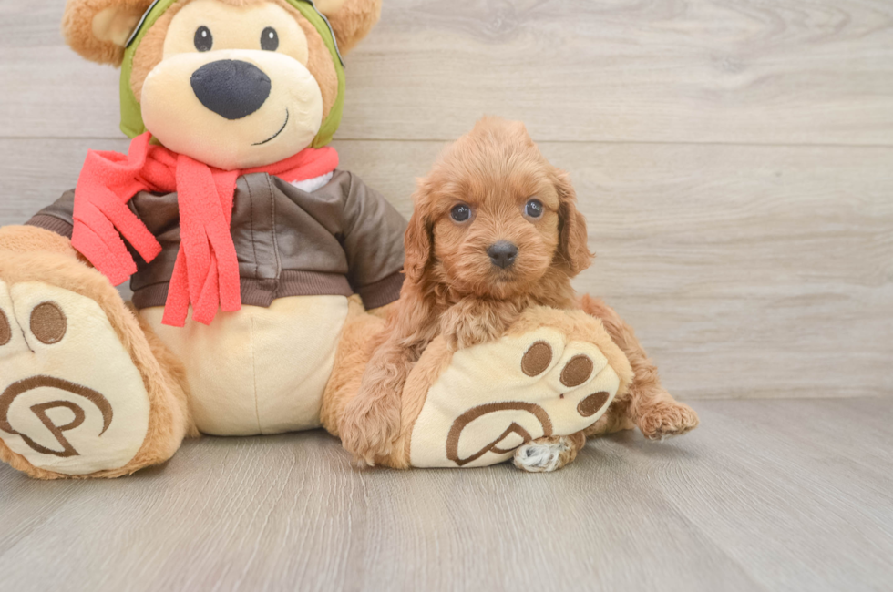5 week old Cavapoo Puppy For Sale - Simply Southern Pups