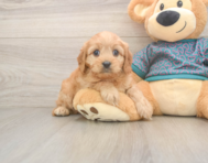 9 week old Cavapoo Puppy For Sale - Simply Southern Pups