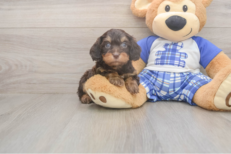Best Cavapoo Baby