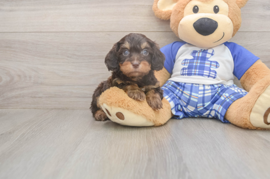 6 week old Cavapoo Puppy For Sale - Simply Southern Pups Best Cavapoo Baby