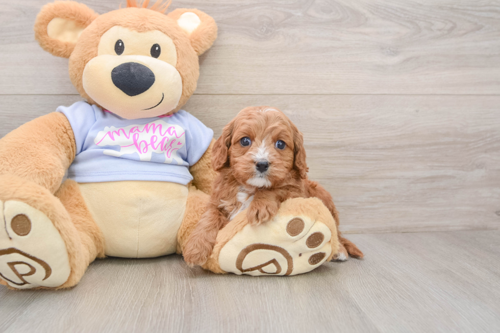 Best Cavapoo Baby