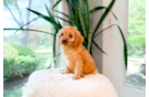 Cavapoo Puppy for Adoption