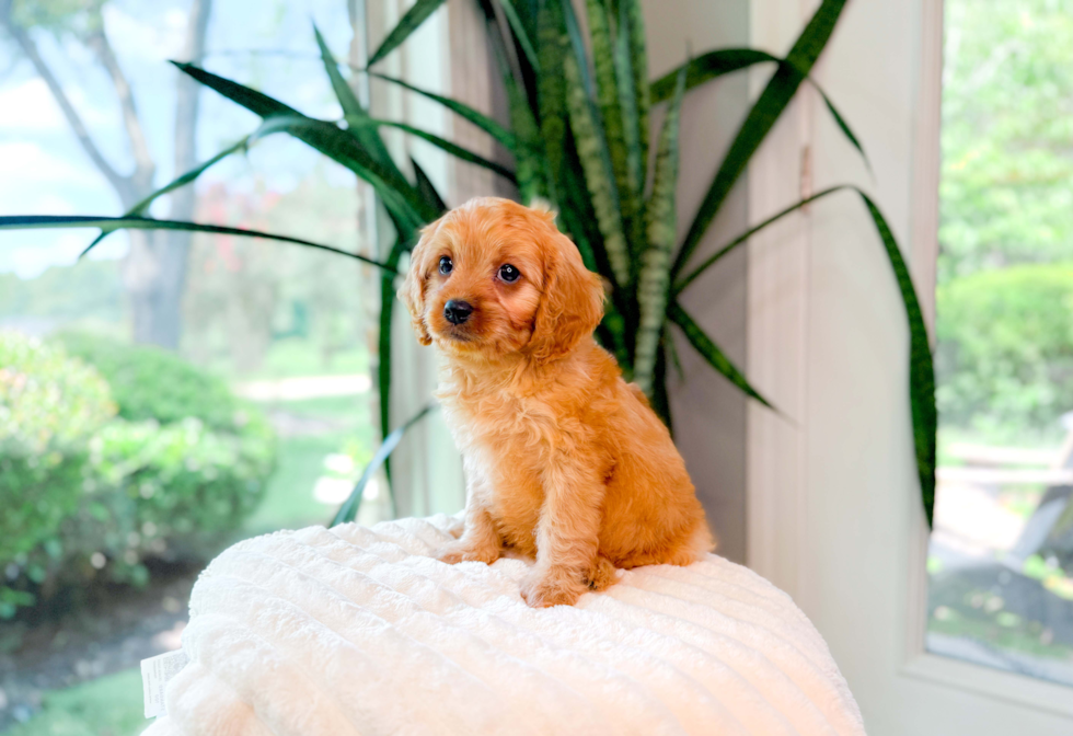 Cavapoo Puppy for Adoption