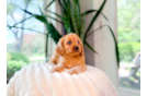 Best Cavapoo Baby