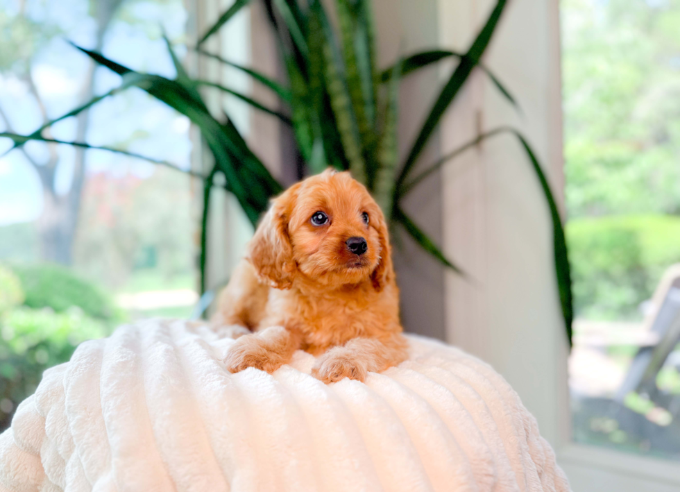 Best Cavapoo Baby