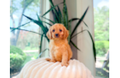 Cavapoo Pup Being Cute