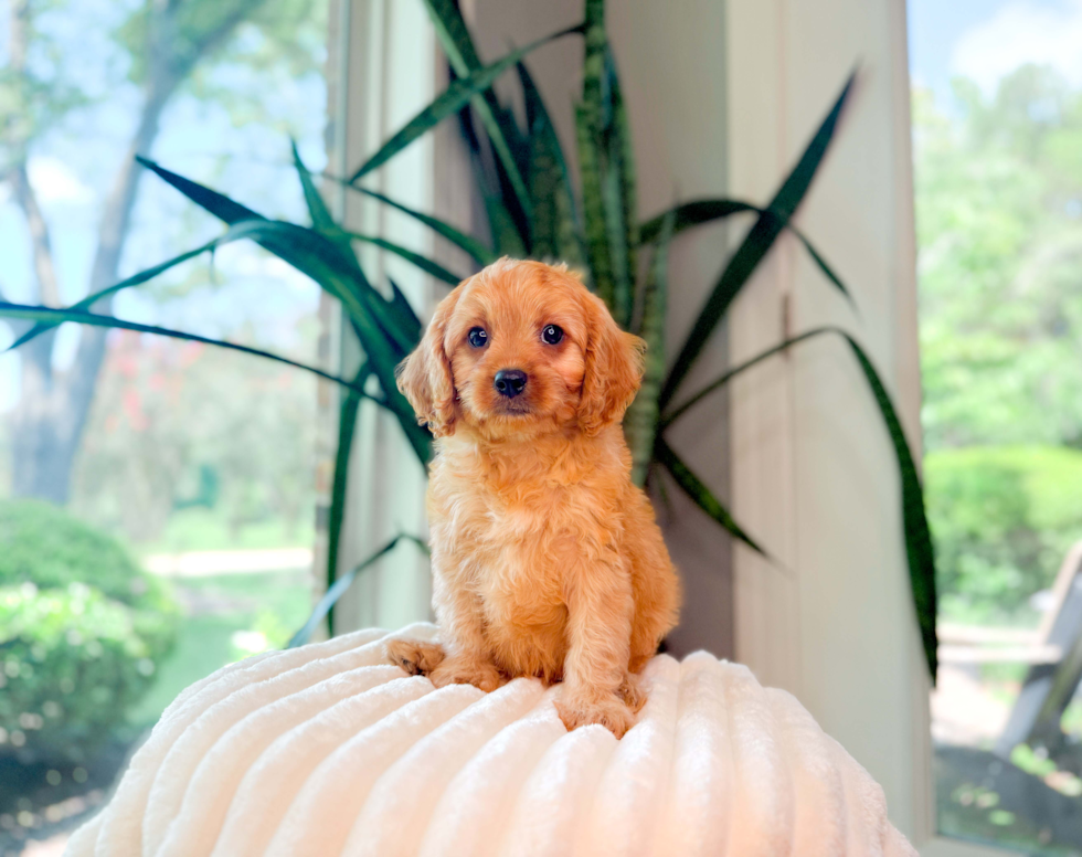 Cavapoo Pup Being Cute