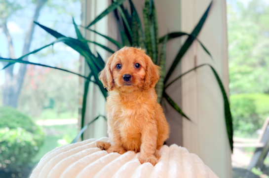 Cute Cavapoo Baby