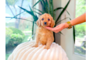 Best Cavapoo Baby