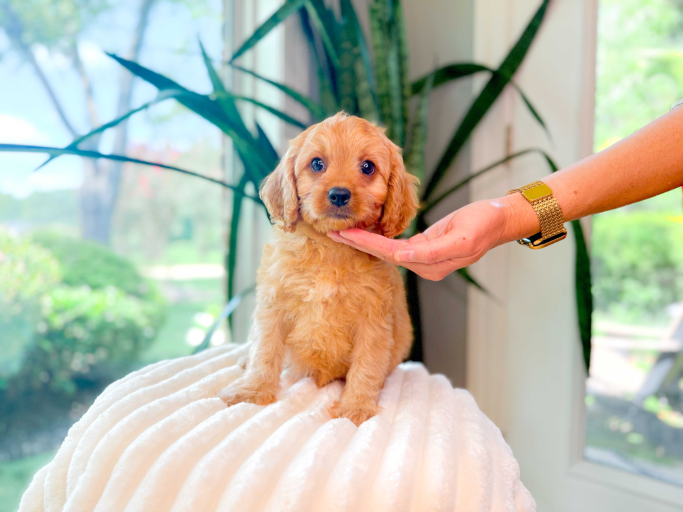Best Cavapoo Baby