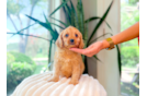 Cute Cavipoo Poodle Mix Puppy
