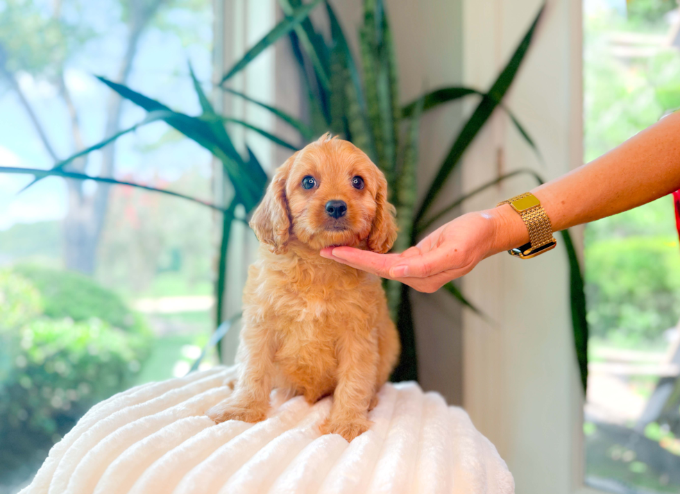 Cute Cavipoo Poodle Mix Puppy