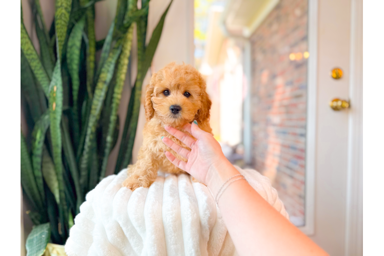 Best Cavapoo Baby