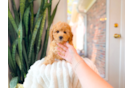 Best Cavapoo Baby