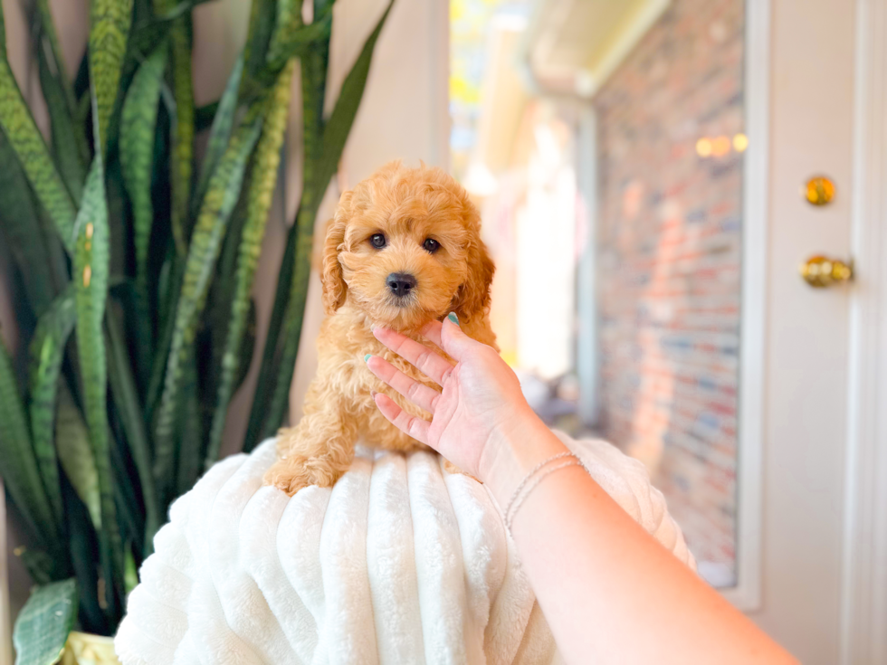 Best Cavapoo Baby