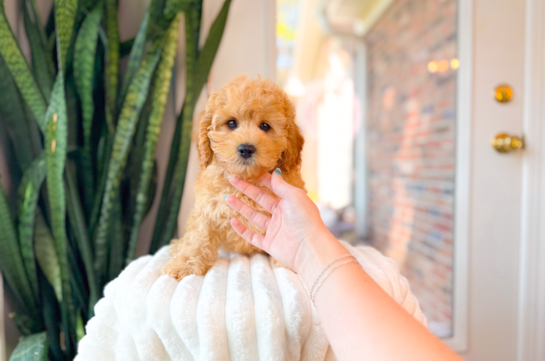 Best Cavapoo Baby