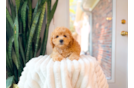 Cute Cavalier King Charles Spaniel and Poodle Mix Poodle Mix Puppy