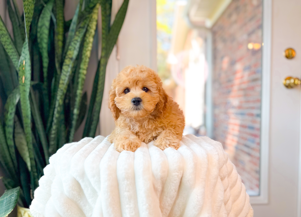 Cute Cavalier King Charles Spaniel and Poodle Mix Poodle Mix Puppy