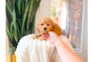 Cute Cavipoo Poodle Mix Puppy