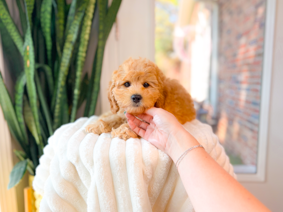 Cute Cavipoo Poodle Mix Puppy