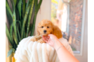 Cavapoo Pup Being Cute