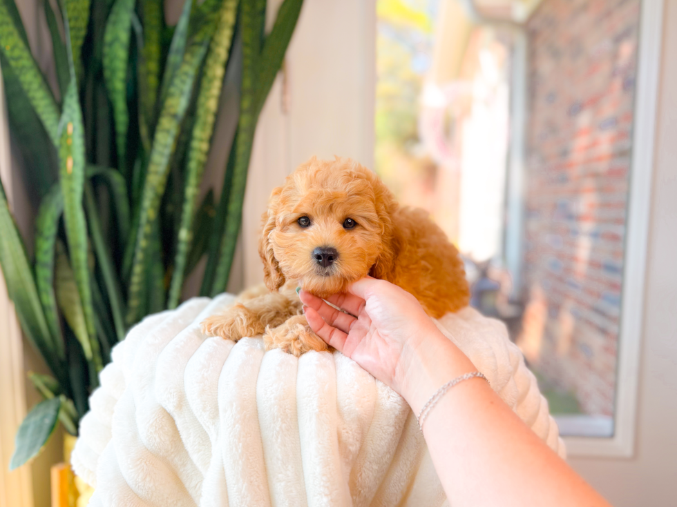 Cavapoo Pup Being Cute
