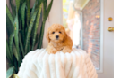 Cavapoo Puppy for Adoption
