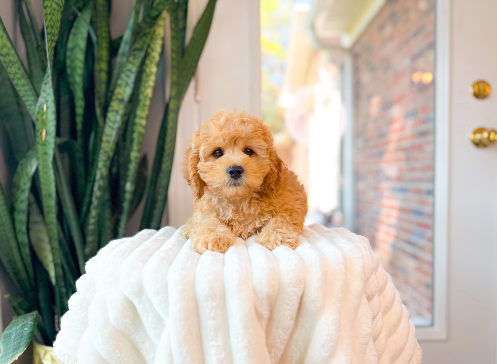 Cavapoo Puppy for Adoption