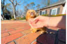 Best Cavapoo Baby