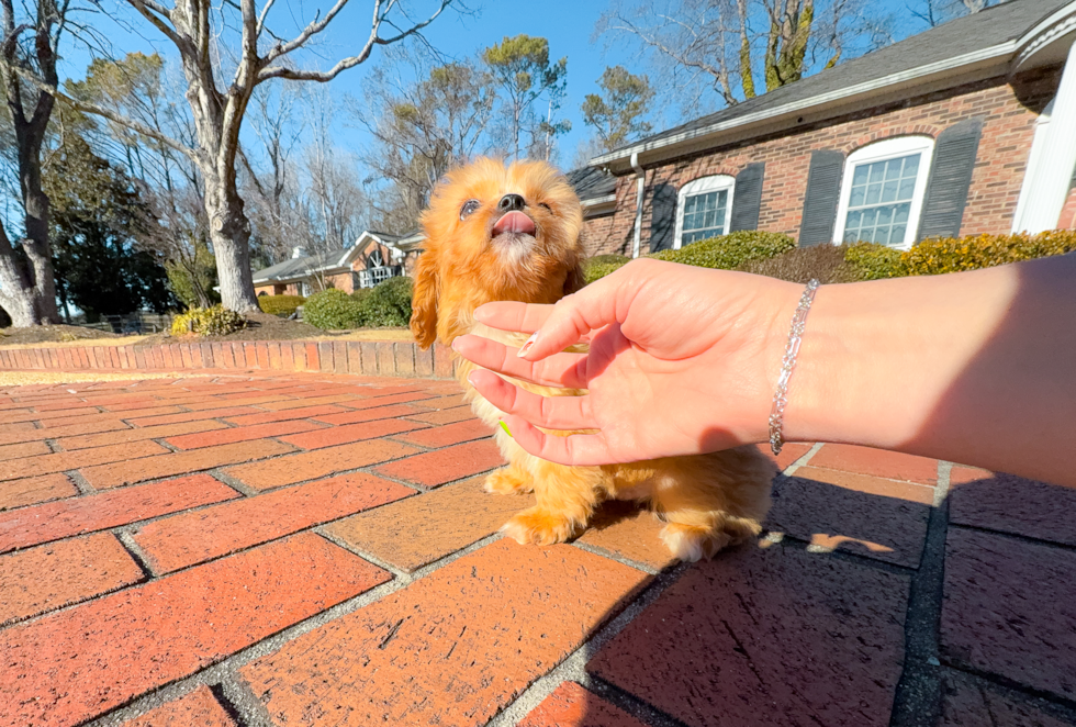 Best Cavapoo Baby