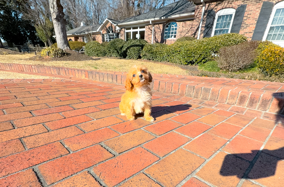 Cute Cavapoo Baby