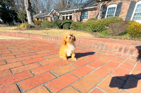 Cute Cavapoo Baby