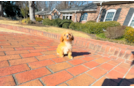 Cute Cavapoo Poodle Mix Pup