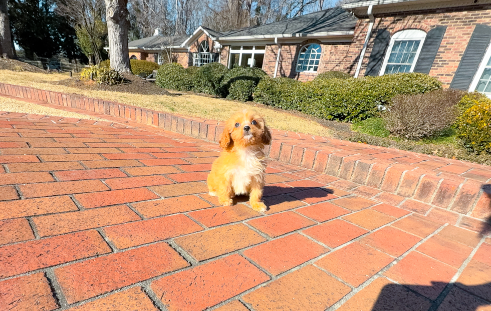 Cute Cavapoo Poodle Mix Pup