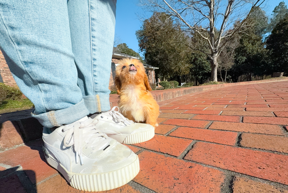 Best Cavapoo Baby