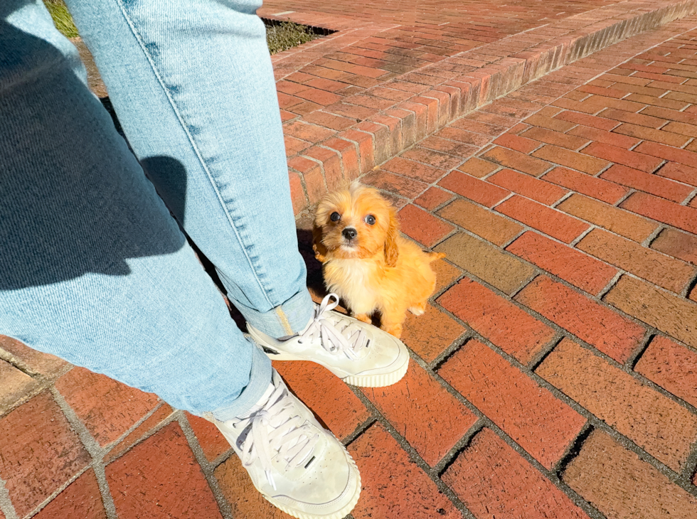 Cavapoo Puppy for Adoption